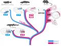 ヒトの胎盤と副甲状腺の遺伝子が共通して鰓（えutf-8