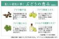 果汁感あふれる白ぶどうの香りとみずみずしいうるおい