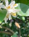 管理栄養士が手がける日本みつばち はちみつ菓子専門 管理栄養士が手がける日本みつばち はちみつ菓子専門