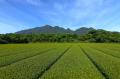 旅を味わう屋久島の和紅茶「洋上の和紅茶やくしま」新