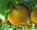 週末の六本木で至高の甘みを見て・知って・味わえる！