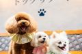 愛犬との別府旅がもっと便利に　カフェ＆屋内ドッグラ