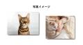あなたの愛猫が本に載るかも！「ねこ愛」あふれる写真