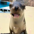 【下田海中水族館】毎年恒例！？ 9月9日は「クゥの日
