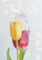 イラストレーター・南夏希氏の個展『Beautiful Life』