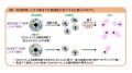 【摂南大学】なぜ、オスは高温下で生殖機能が低utf-8