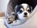 なぜ、老舗のうなぎ屋が犬と猫のごはんを?捨てていた なぜ、老舗のうなぎ屋が犬と猫のごはんを?捨てていた