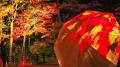 【北海道／層雲峡】夜は紅葉が灯りに染まる――日本一早