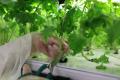 【8月31日・野菜の日】アンドエスティHDの特例子会社W