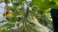猛暑や豪雨など天候要因で発生する「もったいない野菜