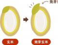 【新発売】ファンケルの国産発芽玄米を100%使用（※1）