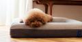 離れている時間を、愛犬の穏やかな時間に。お留守番犬