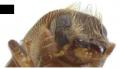 新種の昆虫「タカクマオオキクイムシ」を鹿児島utf-8