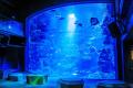【にぎり長次郎】京都水族館AQTION！サポーターに加わ