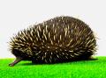 カワスイに珍獣!?新展示「ハリモグラ」とトゲトゲの生
