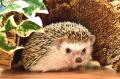 カワスイに珍獣!?新展示「ハリモグラ」とトゲトゲの生