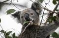 コウテイペンギンまでもが絶滅危惧種に　WWFジャパン