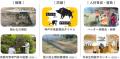 深刻化するアライグマ被害への対応策神戸市では市民と