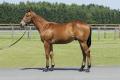 クラブゆかりの血統やG1馬の産駒もラインナップ！イン