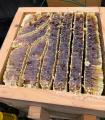 【世界が認めた美味しさ】国際味覚審査機構で「優秀味