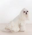 ペテモから愛犬用アパレルブランド「Amour et Pattes