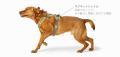 ドイツペットブランド「ハンター」から、犬の動作解析