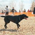 初参加者の92%が満足と回答。「同犬種コミュニティ」