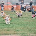 初参加者の92%が満足と回答。「同犬種コミュニティ」