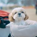 初参加者の92%が満足と回答。「同犬種コミュニティ」
