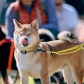 初参加者の92%が満足と回答。「同犬種コミュニティ」