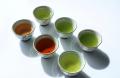 【抹茶ブームのその先へ】いま、日本茶がおもしろい。