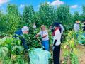 日本有数の杜仲茶の産地・福井県高浜町で一次産業ワー