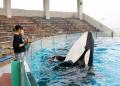 【鴨川シーワールド】シャチとの握手体験やベルーガに