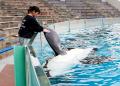 【鴨川シーワールド】シャチとの握手体験やベルーガに