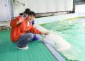 【鴨川シーワールド】シャチとの握手体験やベルーガに