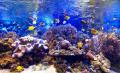 【三重・鳥羽旅館組合×鳥羽水族館】冬の夜の水族館を