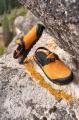 アウトドアフットウェアブランド、BEDROCK SANDALSよ