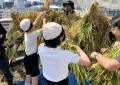 プレナス米文化継承活動 茅場町あおぞら田んぼプロジ