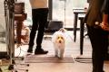 愛犬と楽しむクラシックコンサートに、今年はドッグヨ