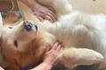 愛犬と楽しむクラシックコンサートに、今年はドッグヨ