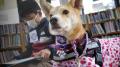 犬は「評価しない聞き手」になれるか--読書犬活動を大