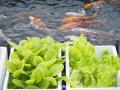 【上越市立水族博物館 うみがたり】『うみがたり』の