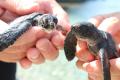 【すみだ水族館】新たなアオウミガメの赤ちゃん2utf-8 【すみだ水族館】新たなアオウミガメの赤ちゃん2utf-8