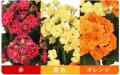 9月の残暑で変わる「敬老の日の花選び」、人気のカラ