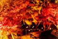 【長門湯本温泉】秋の夜に灯りに照らされる紅葉を楽し