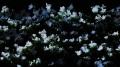 見頃を迎えた白いニチニチソウが、夜の植物園で一面に