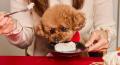 愛犬と家族で楽しむ、特別な年末年始のごちそうセット 愛犬と家族で楽しむ、特別な年末年始のごちそうセット