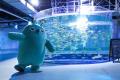 【5周年記念企画】水族館で叶えたい夢を大募集！