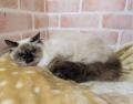 ペッツファーストグループ　宇都宮市保健所より保護猫