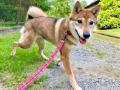 ペッツファーストグループ　宇都宮市保健所より保護猫